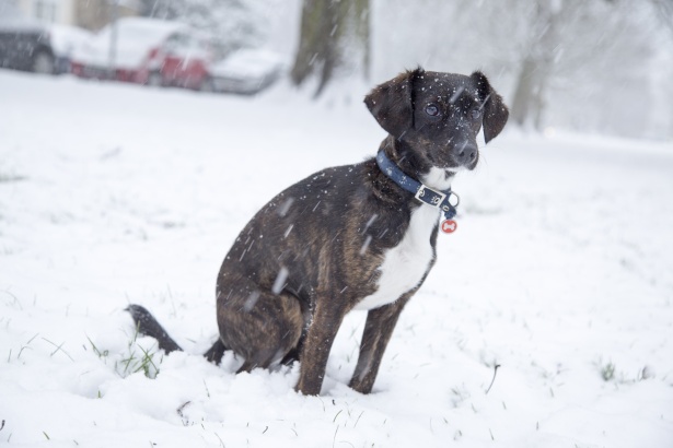 Don't Leave Pets out in the Cold