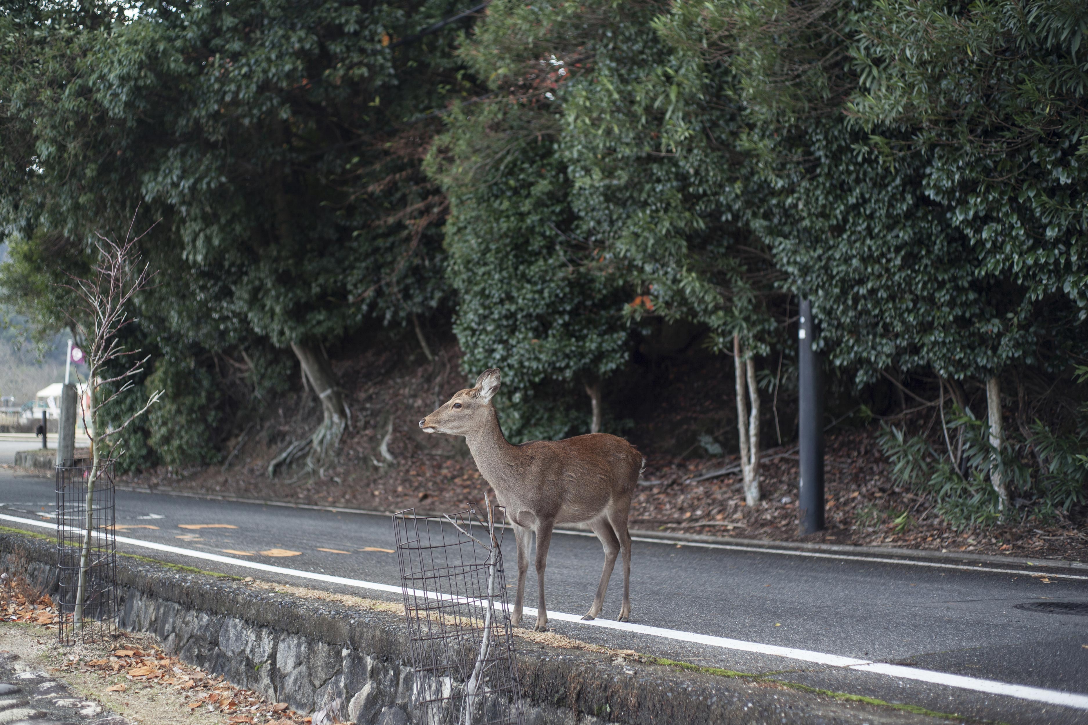 Slow Down for Deer