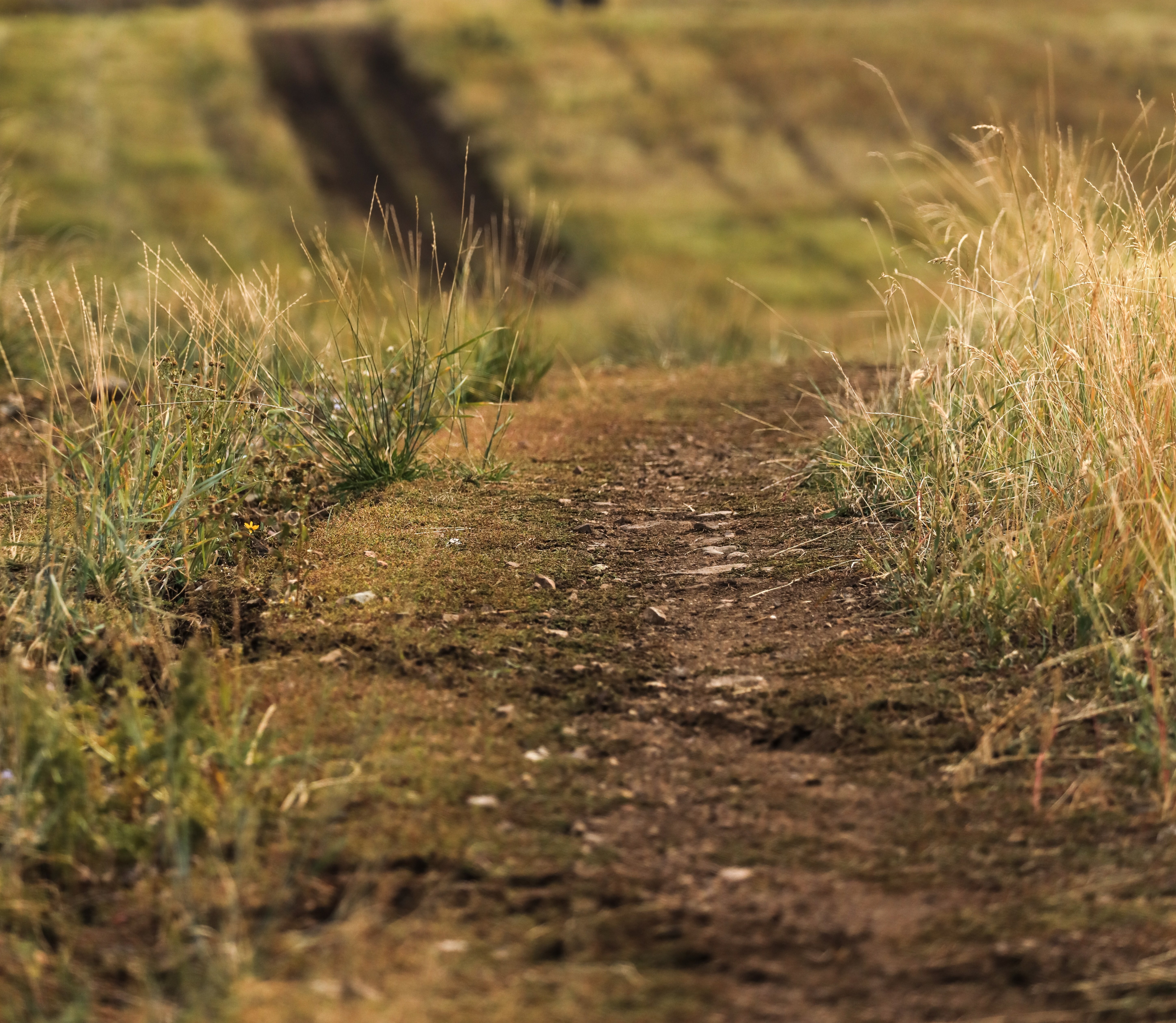 Help Connect Parkland Historical Trails