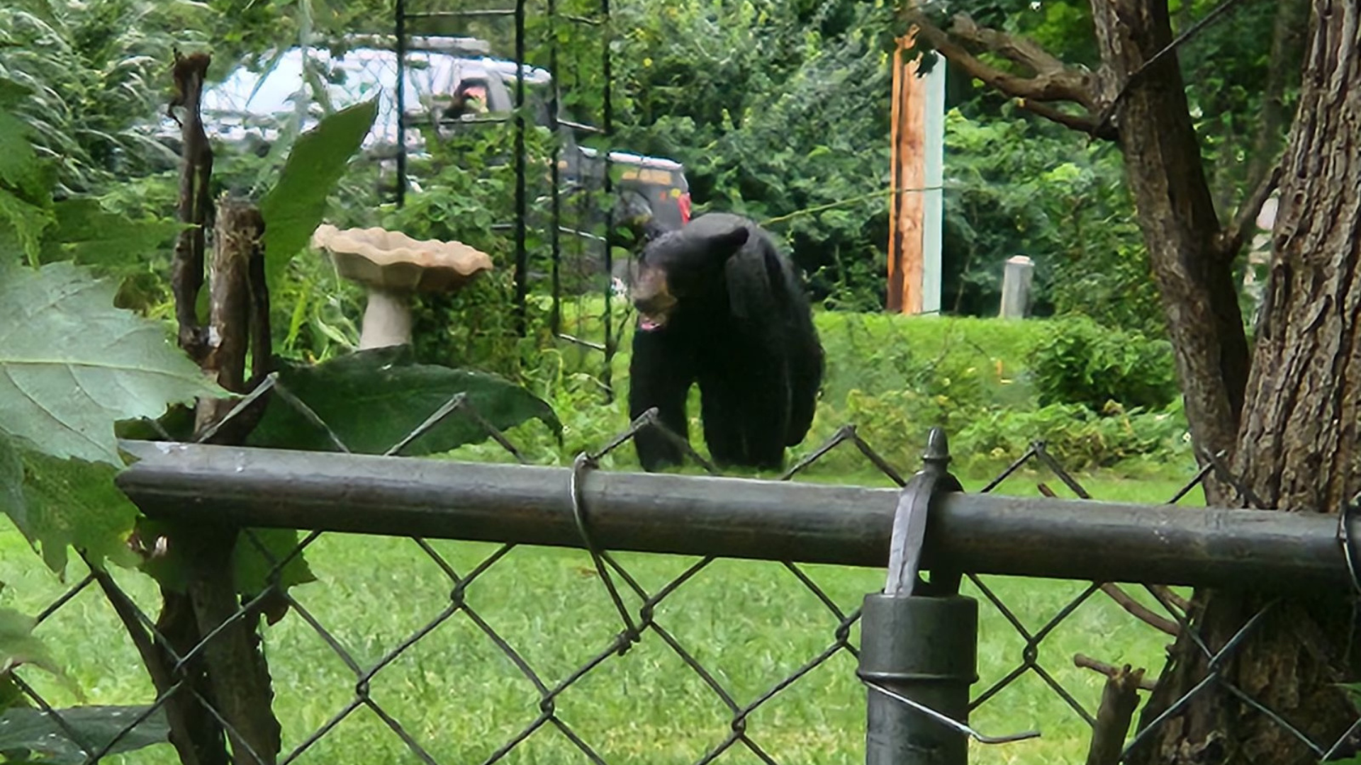 Black Bear Roams Farmington Area