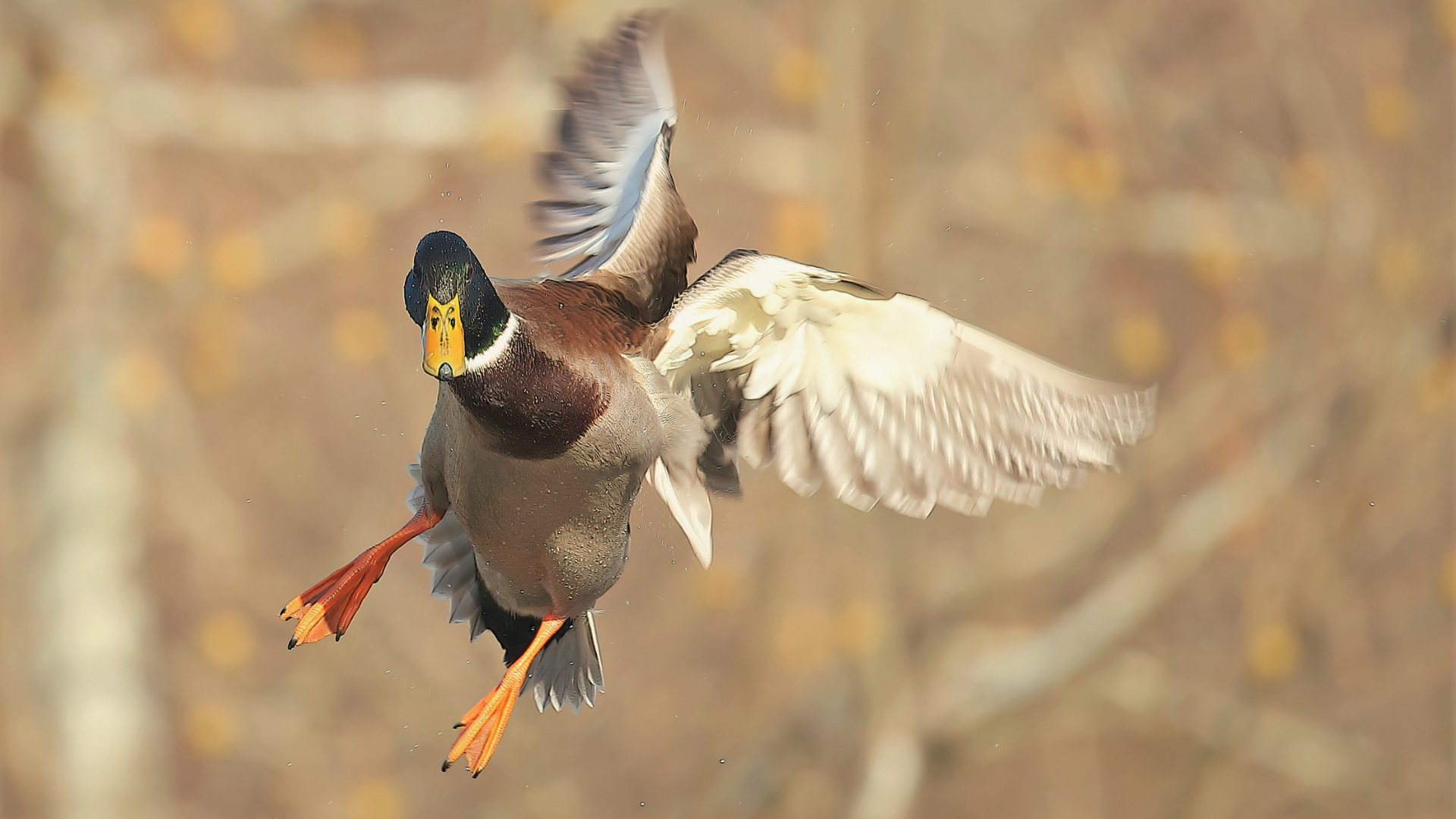 Missouri Department of Conservation Monitors Suspected Bird Flu in Waterfowl