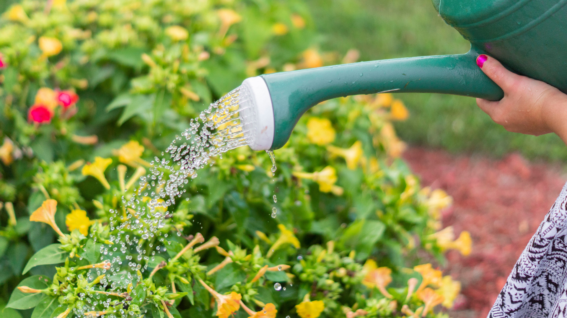 Watering Plants Correctly in the Heat