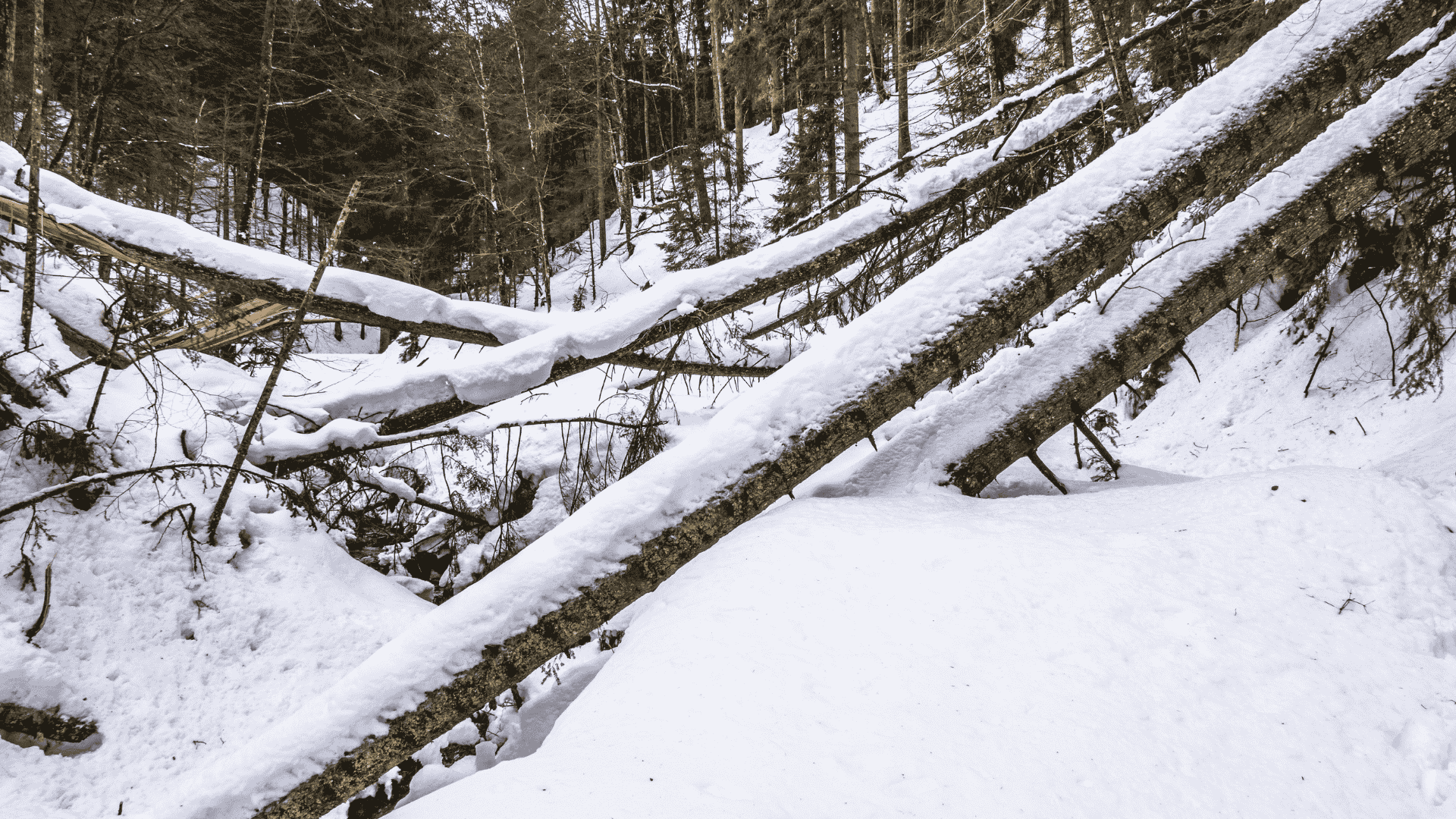 Farmington Announces Citywide Tree Limb Pickup Following Winter Storm